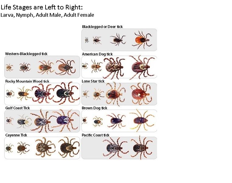 Summertime guide to identify types of ticks | Scrolller