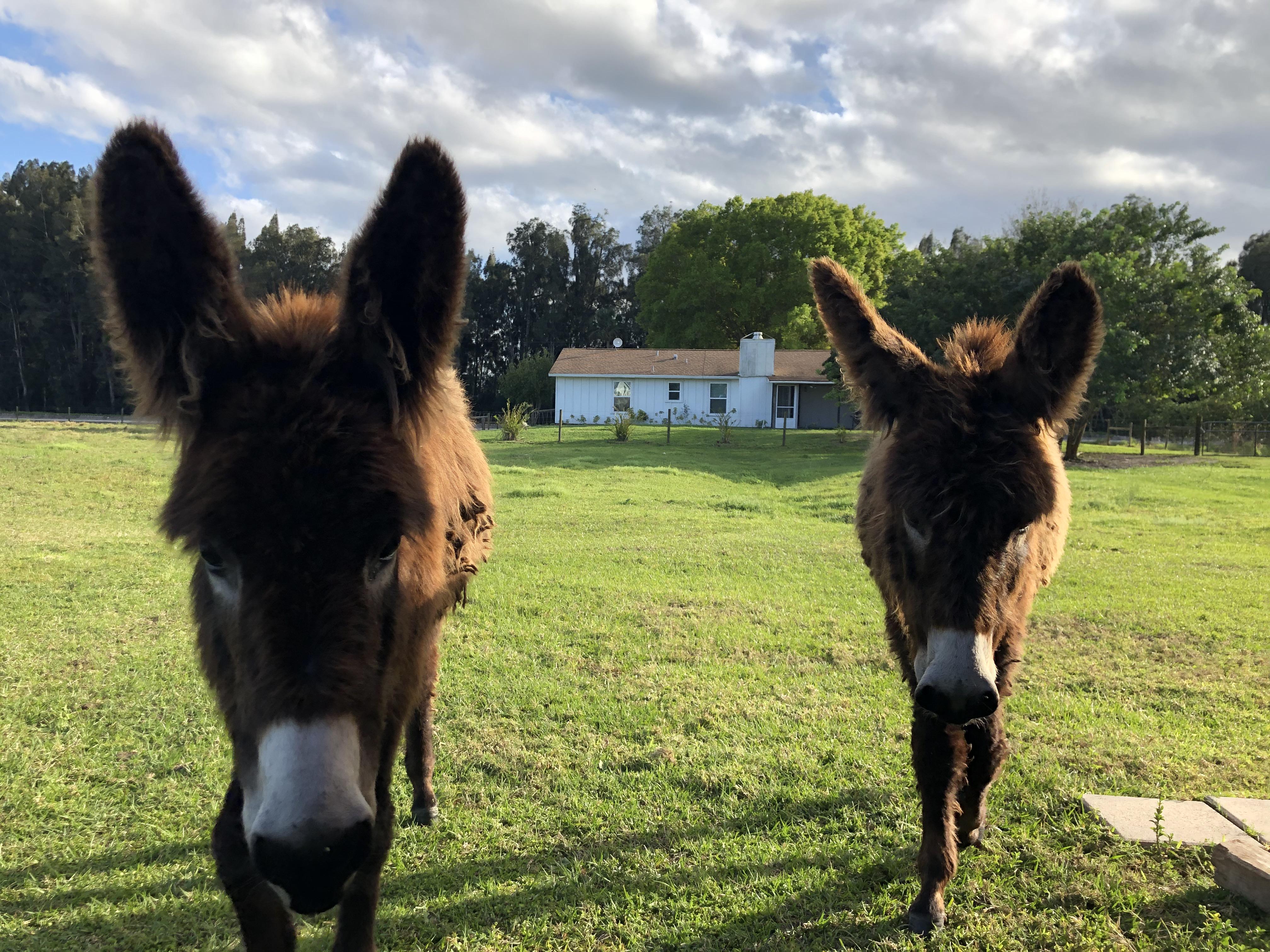 Donkeys & Chocolate: A Sweet Treat Or Deadly Danger? - lgfan56