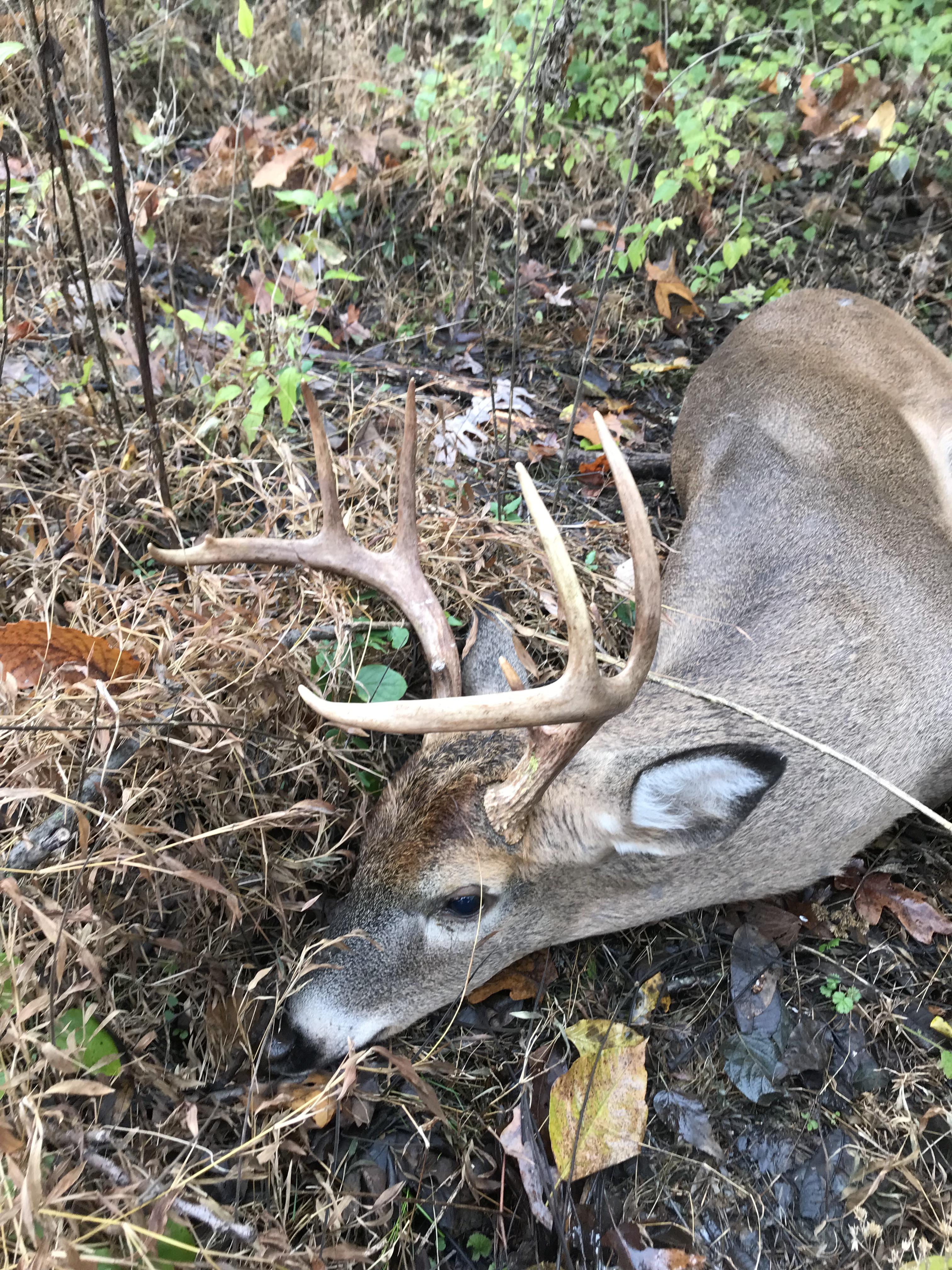 Tennessee deer Scrolller