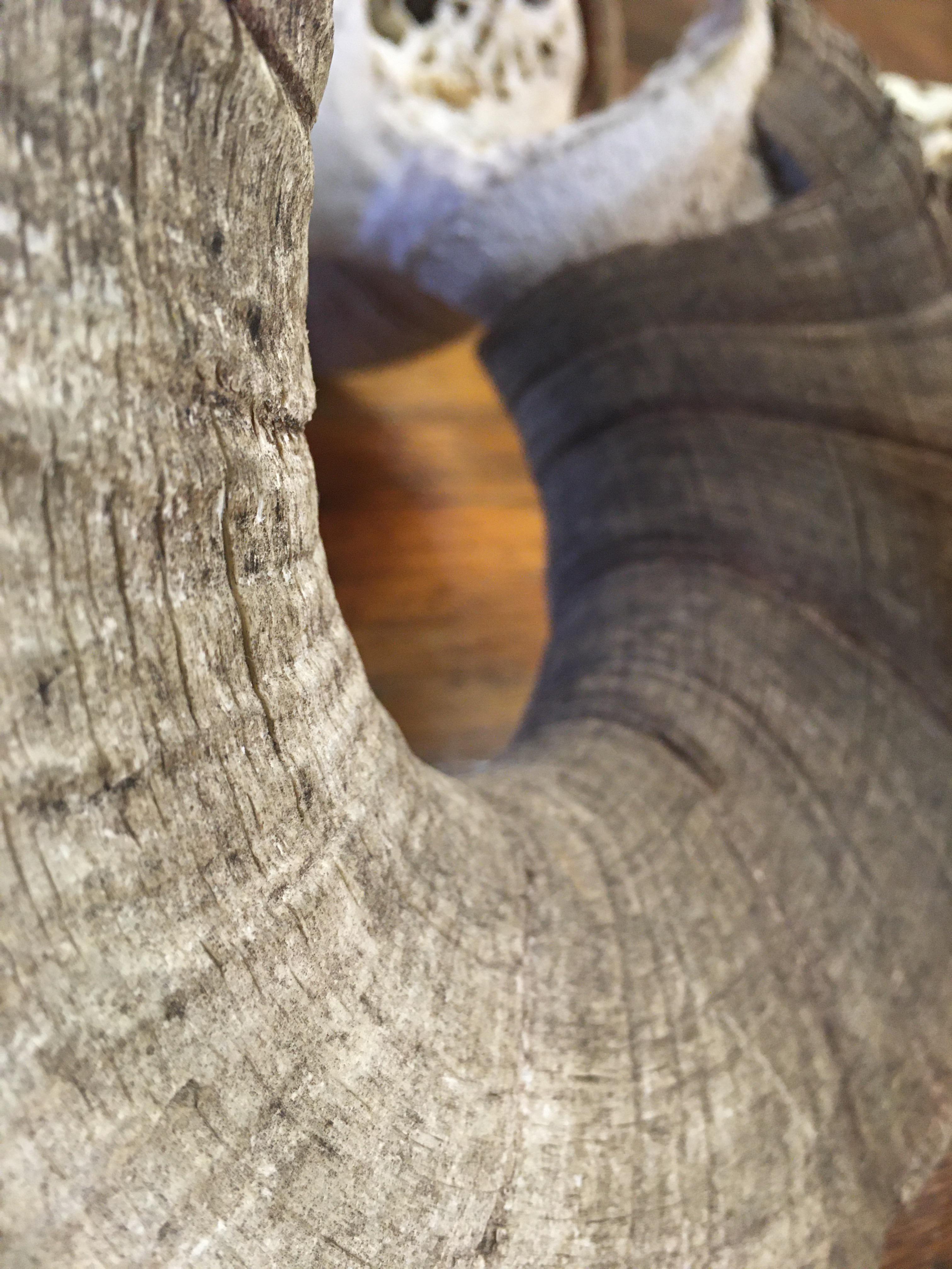 Texture of a ram horn up close Scrolller