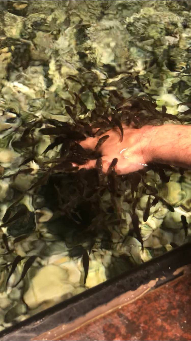 The Doctor Fish, aka the Pedicure Fish, is famous for its ability to ...
