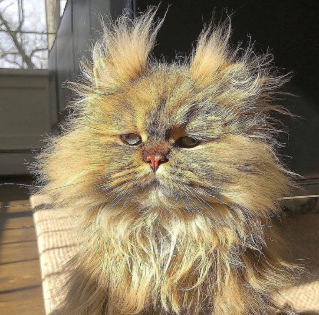 The exploded hair turned into a lion. | Scrolller