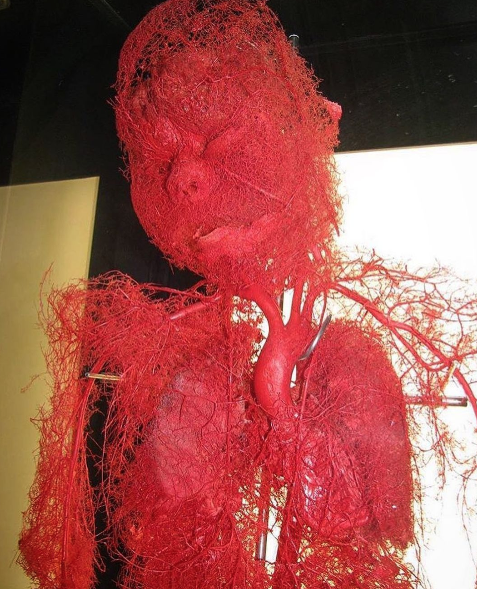 The human body stripped of fat, muscle and bone tissue, with just the vasculature preserved and exposed in a process of plastination!!