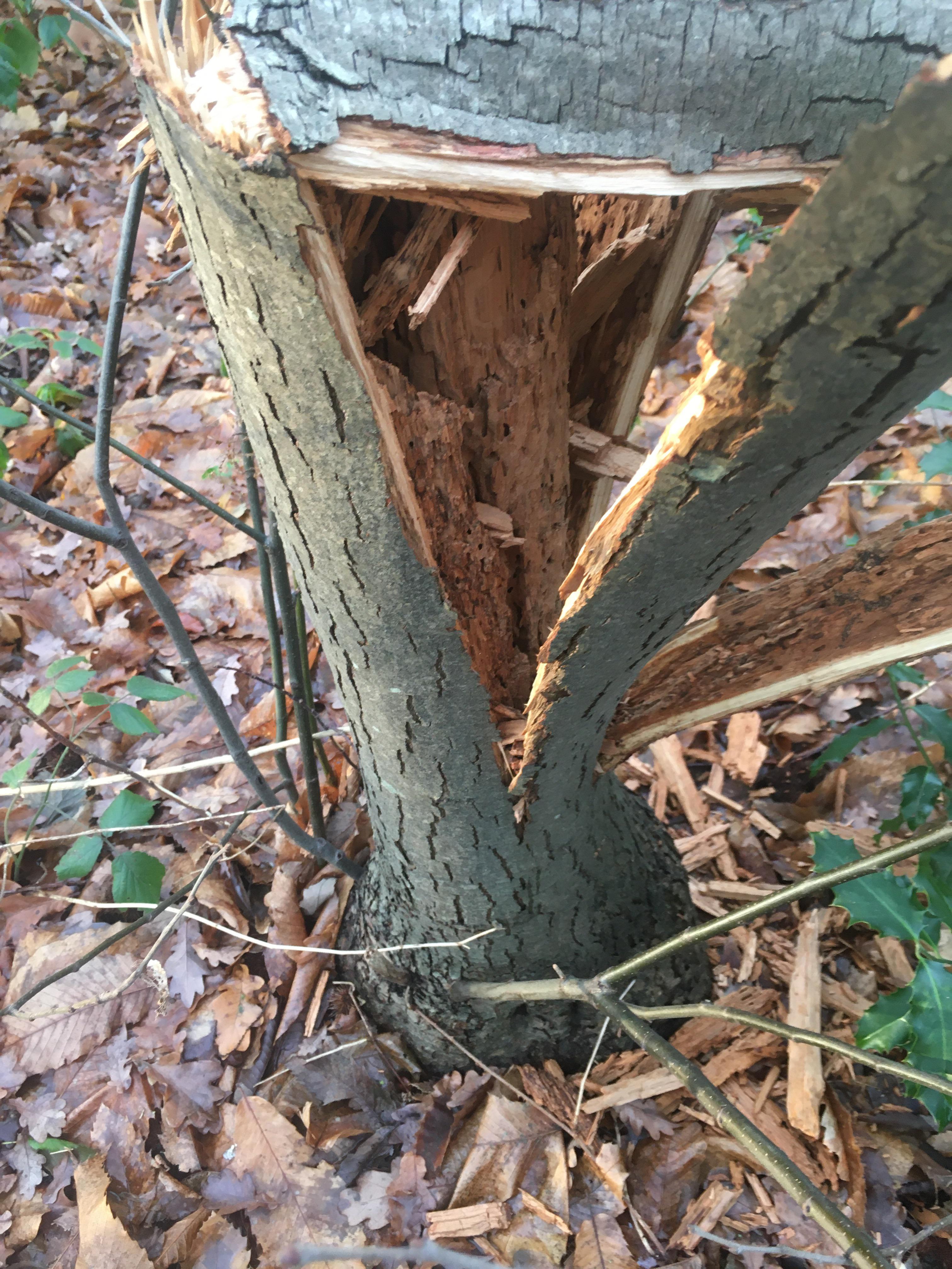 The scratch test was good. The sound was not different from other trees ...