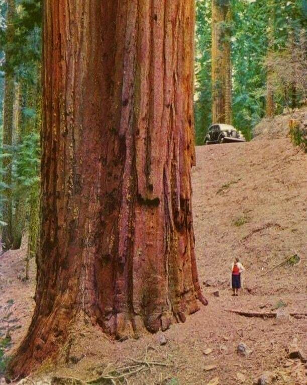 🔥 The size of these massive redwoods | Scrolller