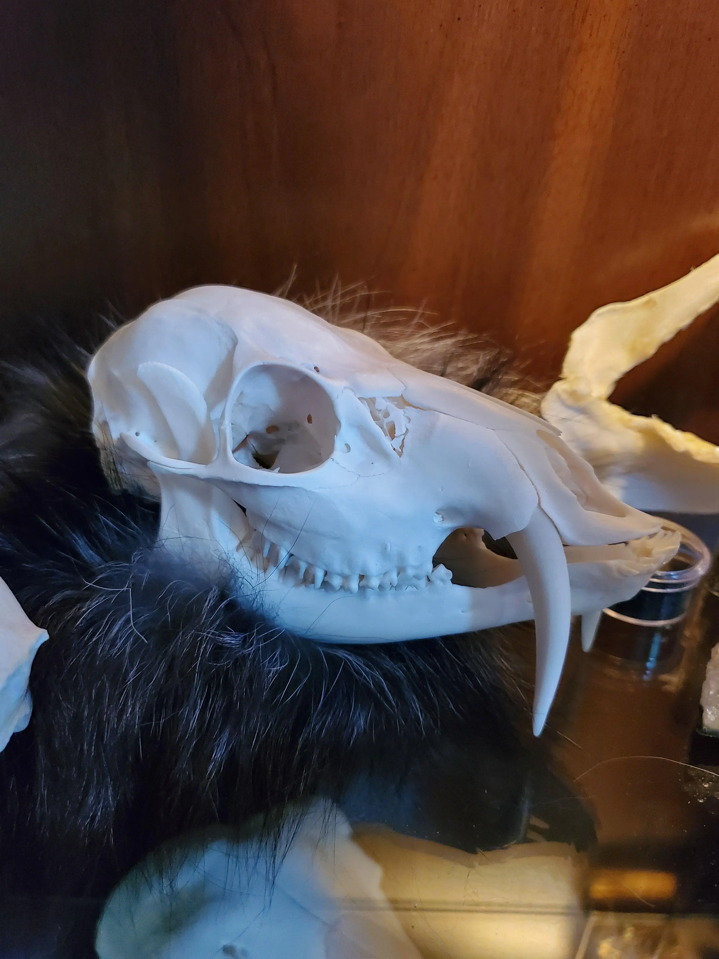 Sabertooth Dear The Wild Sabertooth Deer, AKA Chinese Water Deer | Scrolller