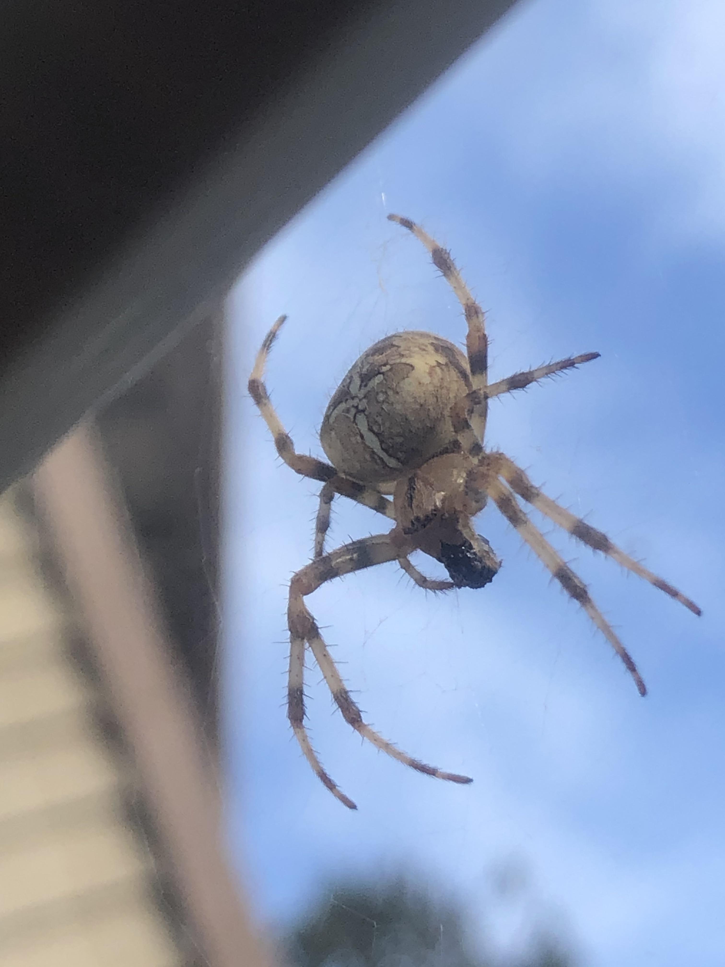 This cross orb weaver is somehow surviving the winter pretty well! Was ...