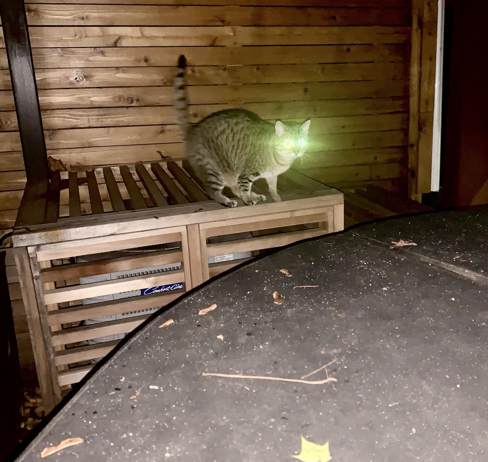 This Is My Cat Chernobyl Scrolller