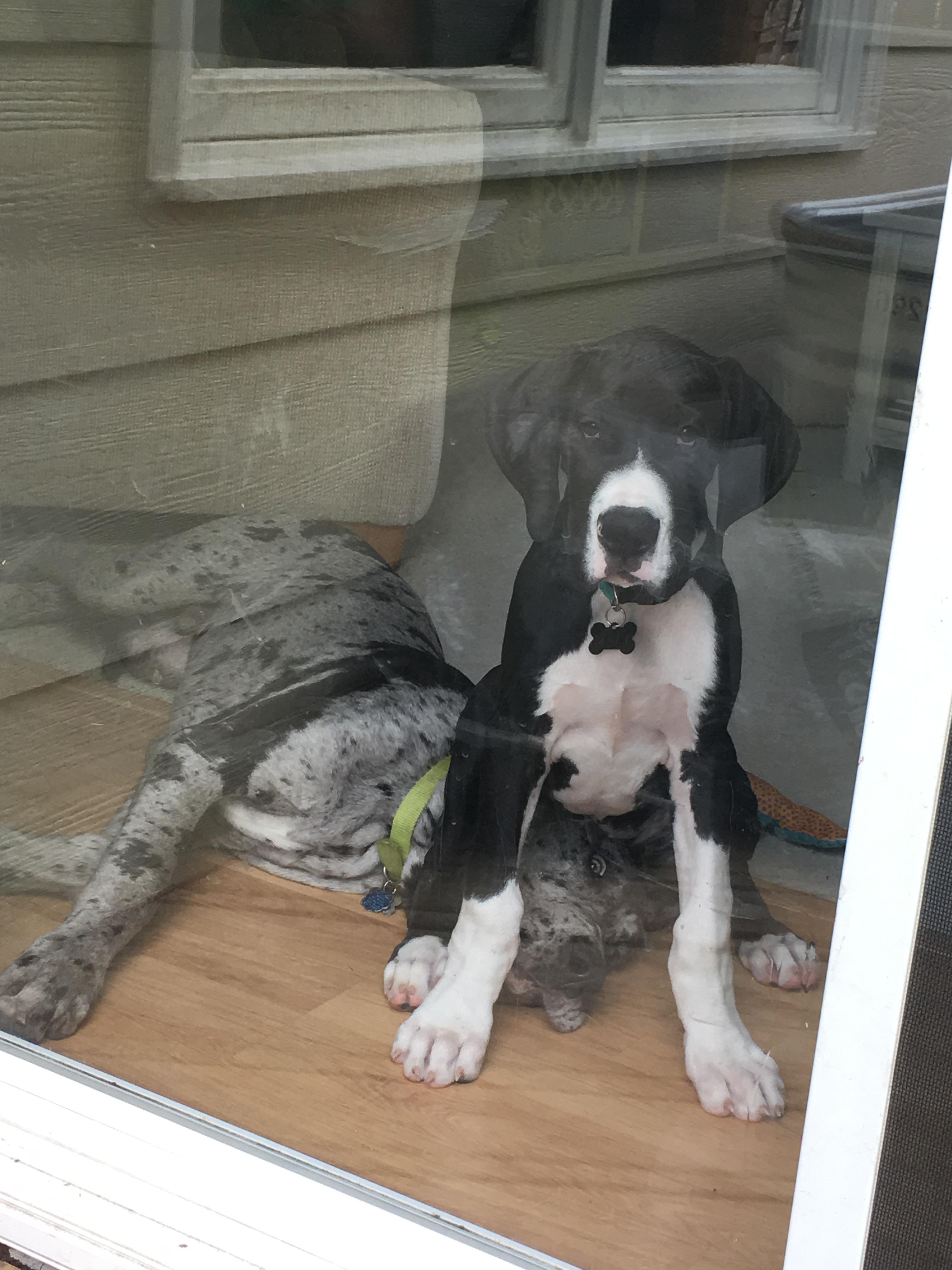 This is the moment Rufus realized he wasn’t going to be the alpha. 😂 ...