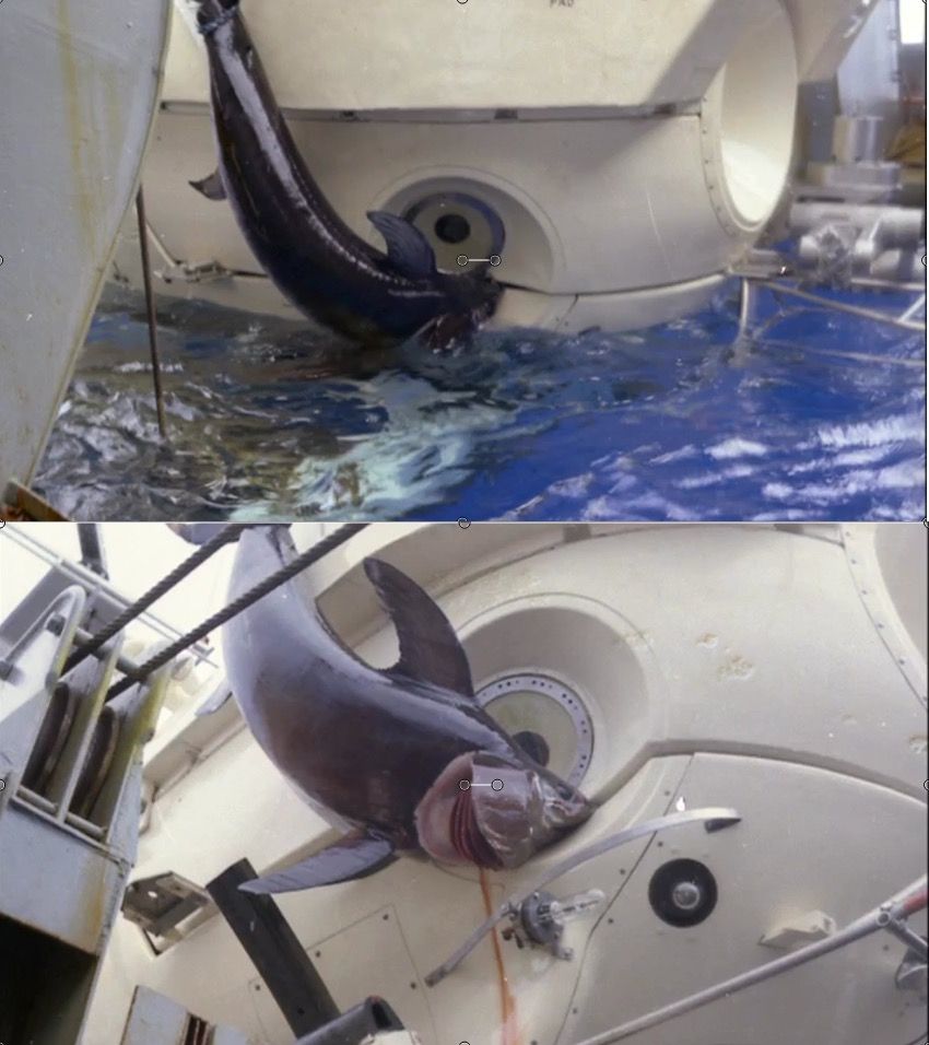 This swordfish attacked a submarine. Scrolller