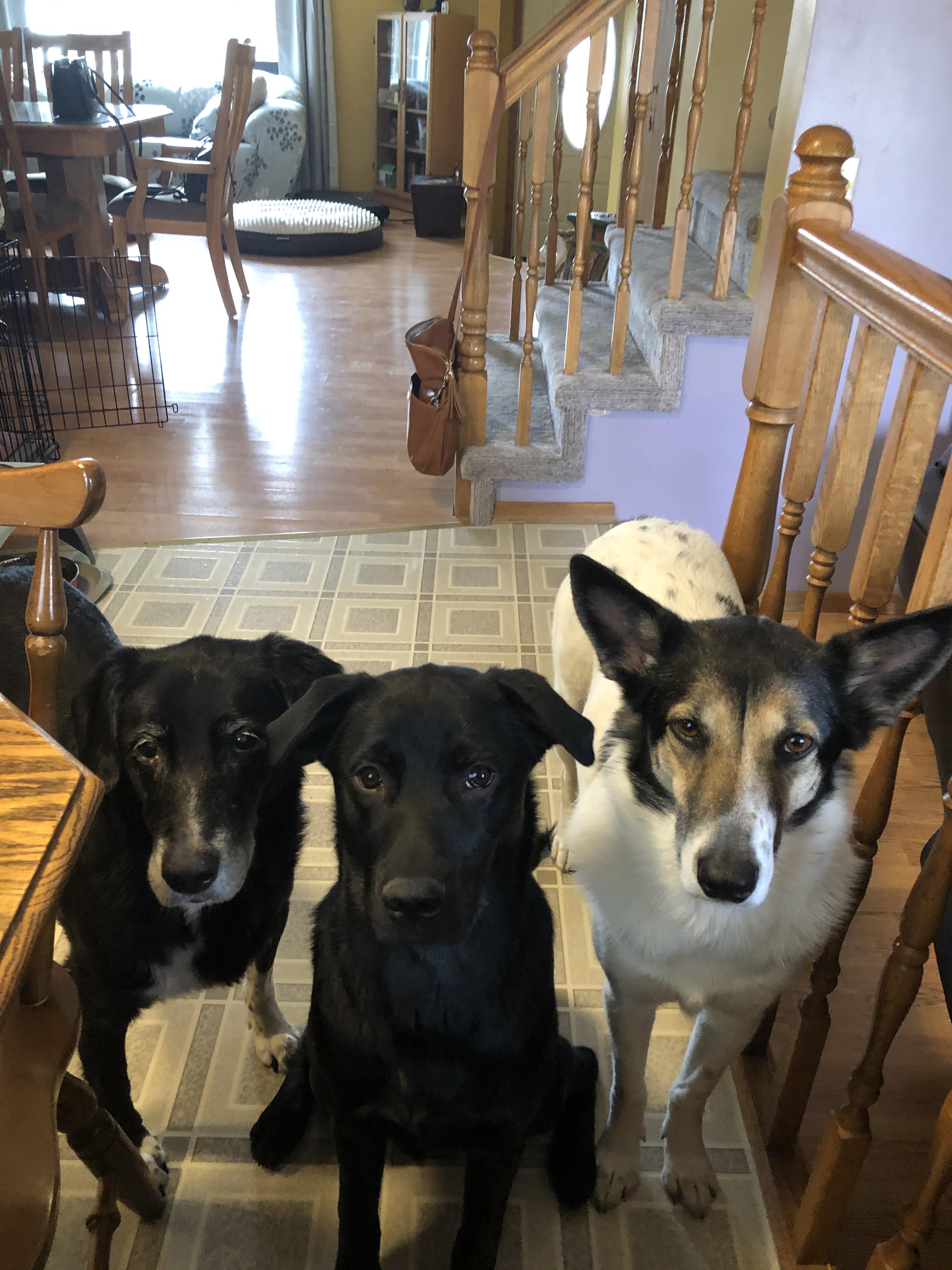 Three peas in a pod Scrolller