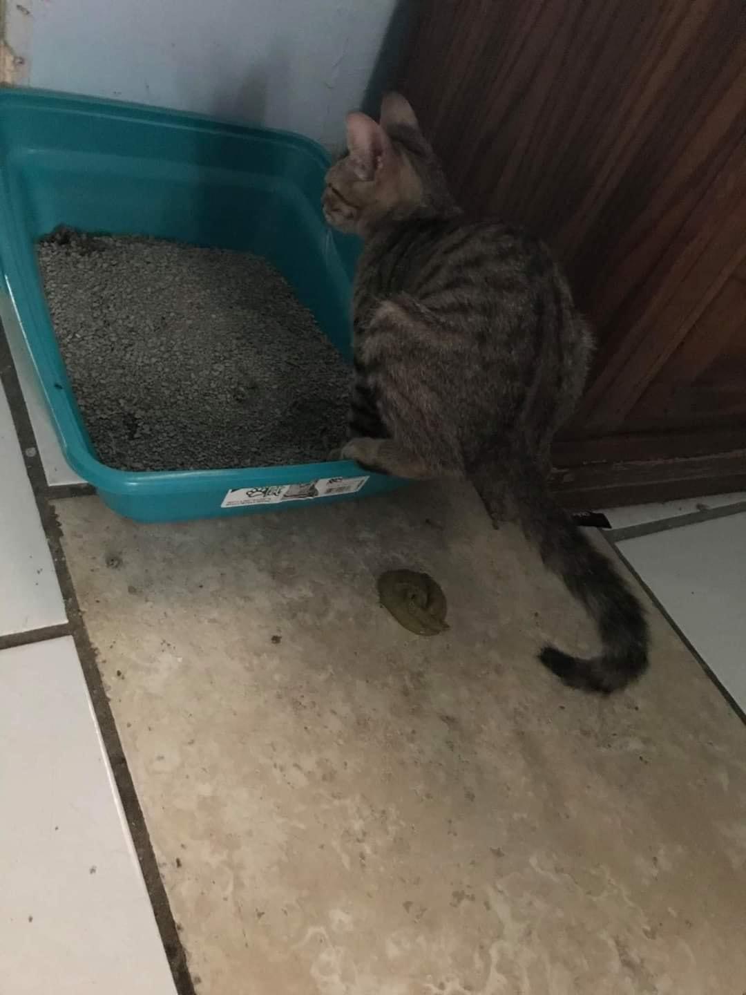 To litter in the litter box Scrolller