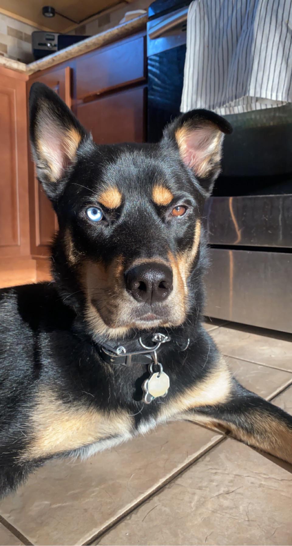 Toby the Rottsky turns 2 today! | Scrolller