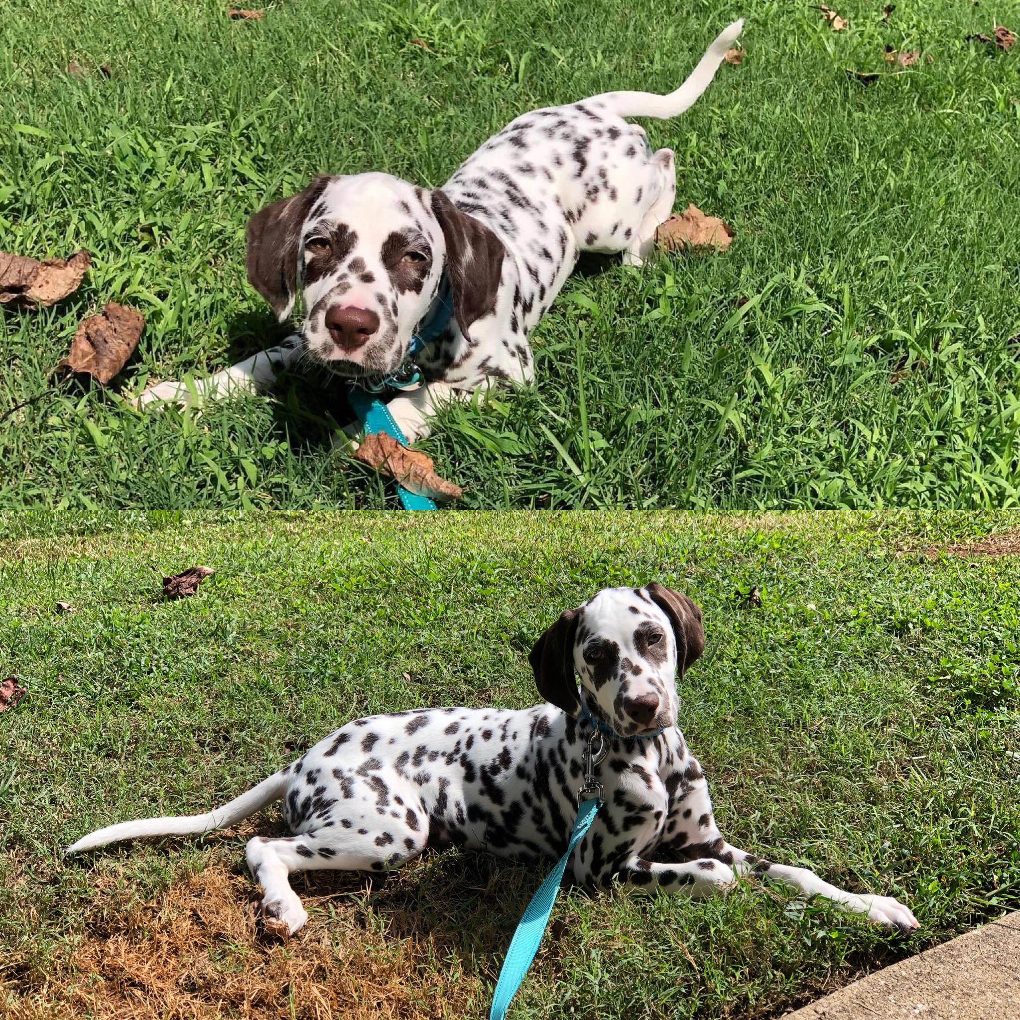 top-11-weeks-bottom-15-weeks-growing-up-too-fast-scrolller