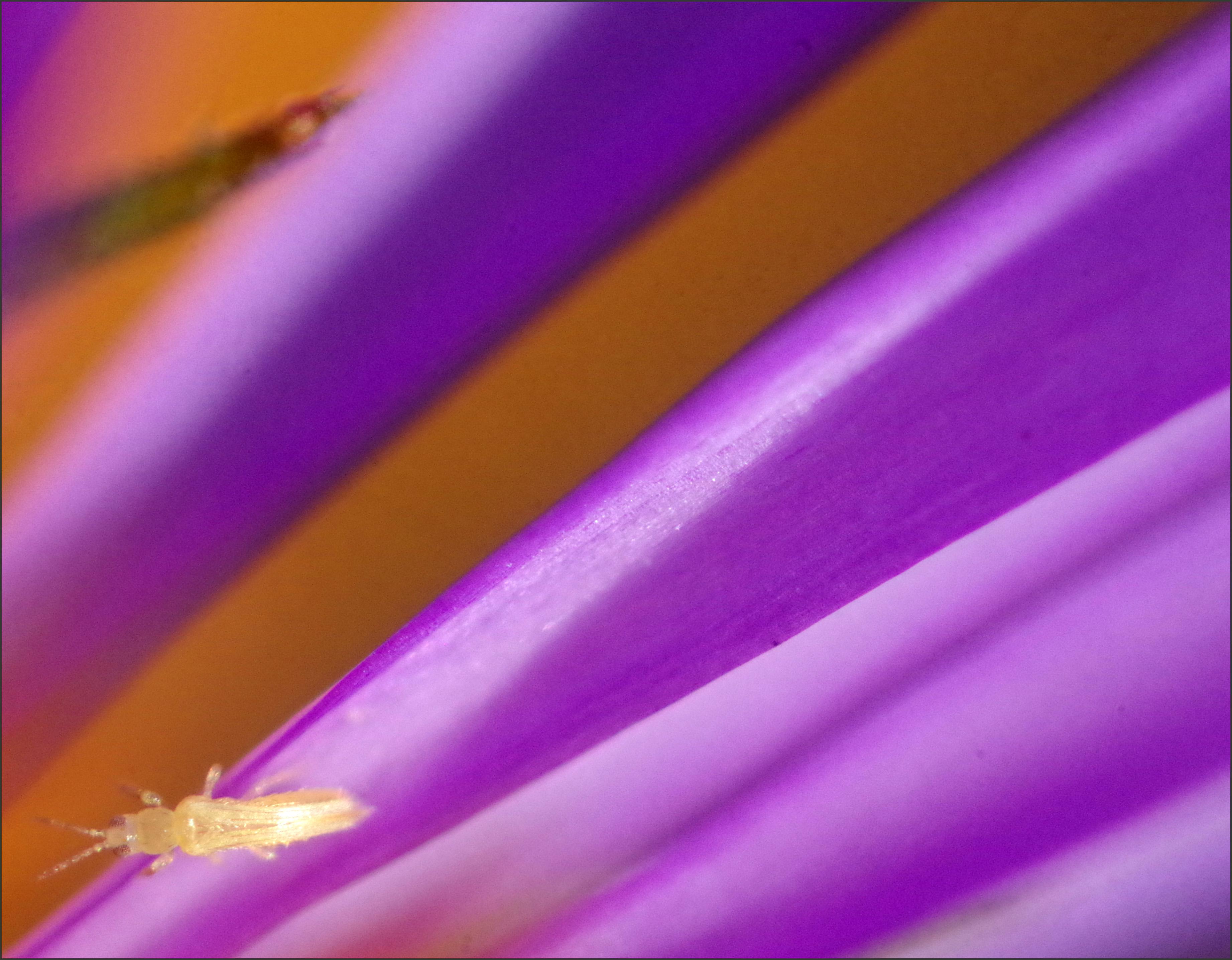 Translucent insect on a purple flower (K-30, reversed Pentax-M f4 50mm ...