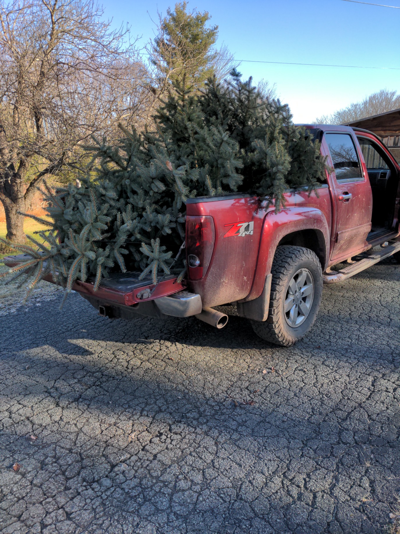 Tree Acquired рџћ Scrolller