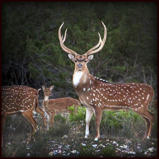 TRURACKS AXIS DEER coming soon to COTW. The Axis Deer will be the next ...