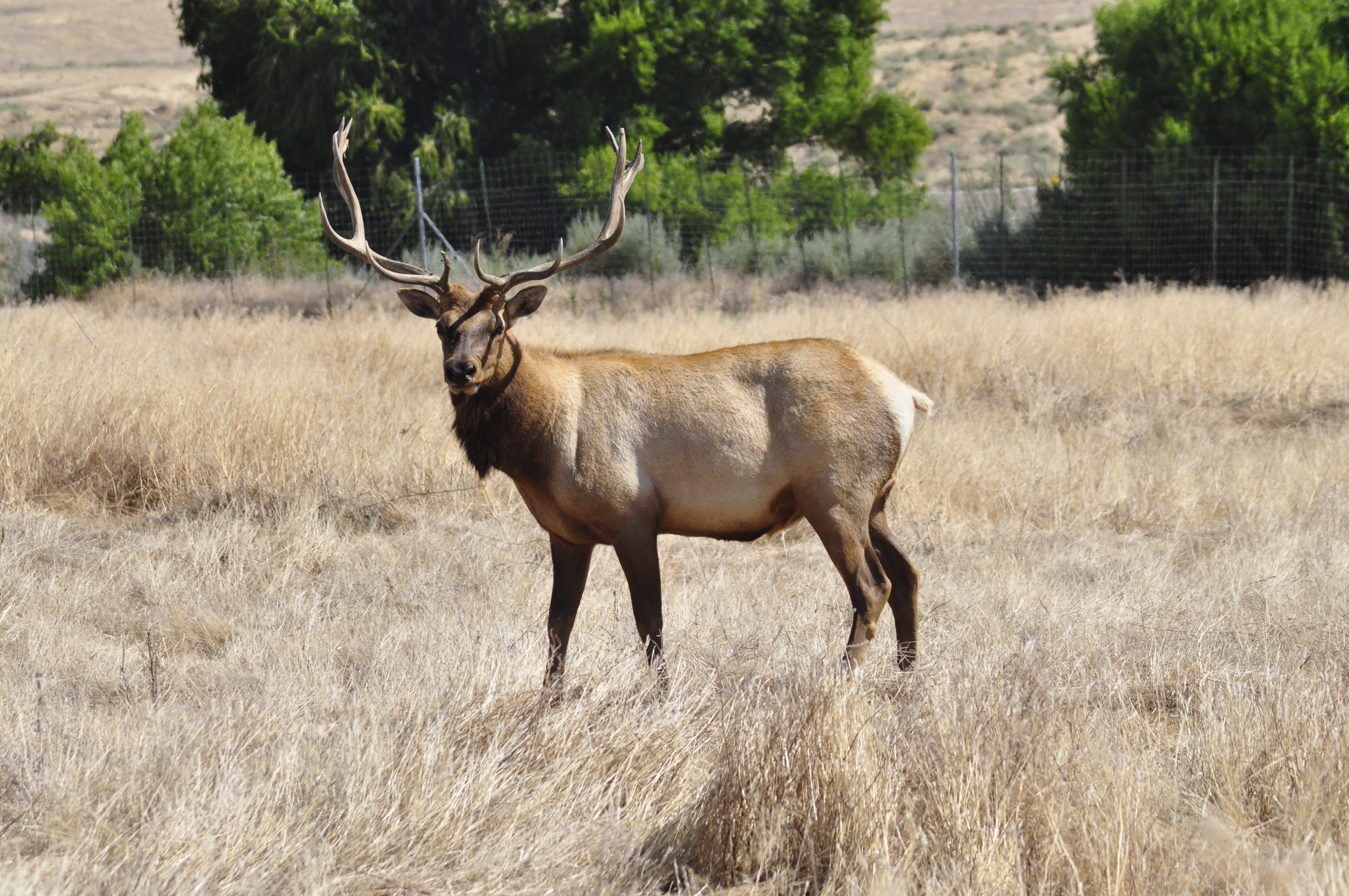 Олень фото рисунок. Амурский Марал. Марал и вапити. Алтайский Марал\Siberian Elk. Марал Вики.