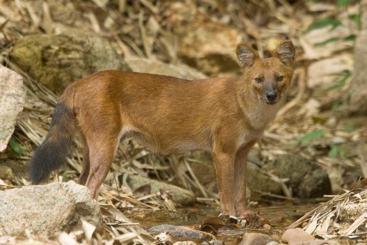Ussuri dholes are rare, carnivorous canids native to wilderness areas ...