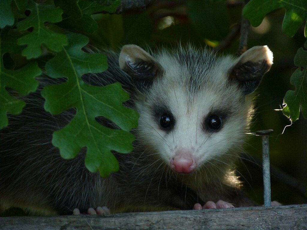 Opossum facts! Scrolller