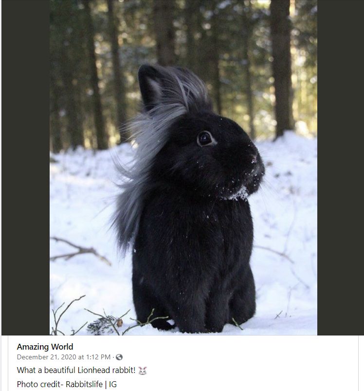 Wei Ying Silly Wabbit | Scrolller