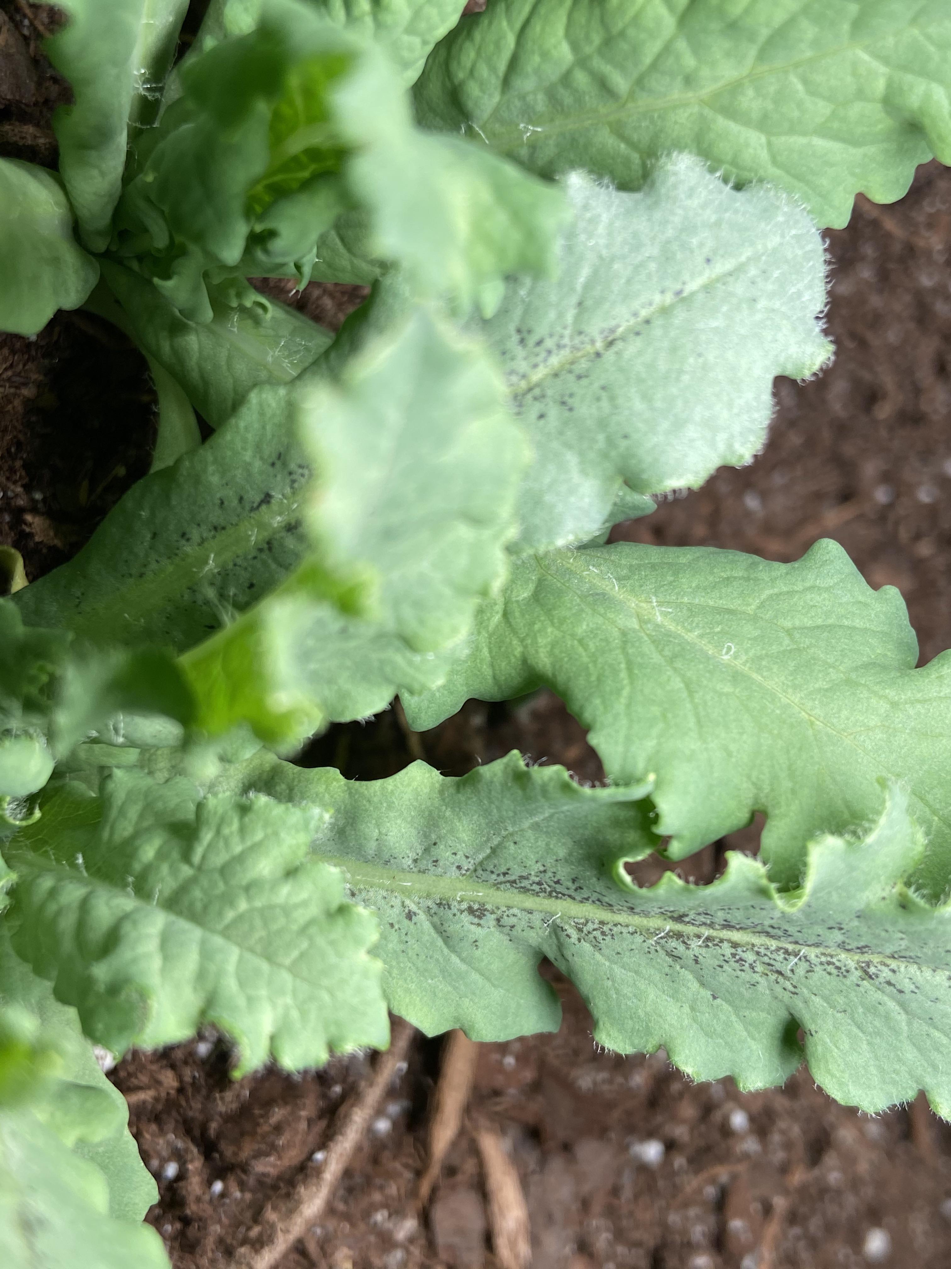 what-are-these-little-black-spots-only-1-out-of-my-5-poppy-plants-have