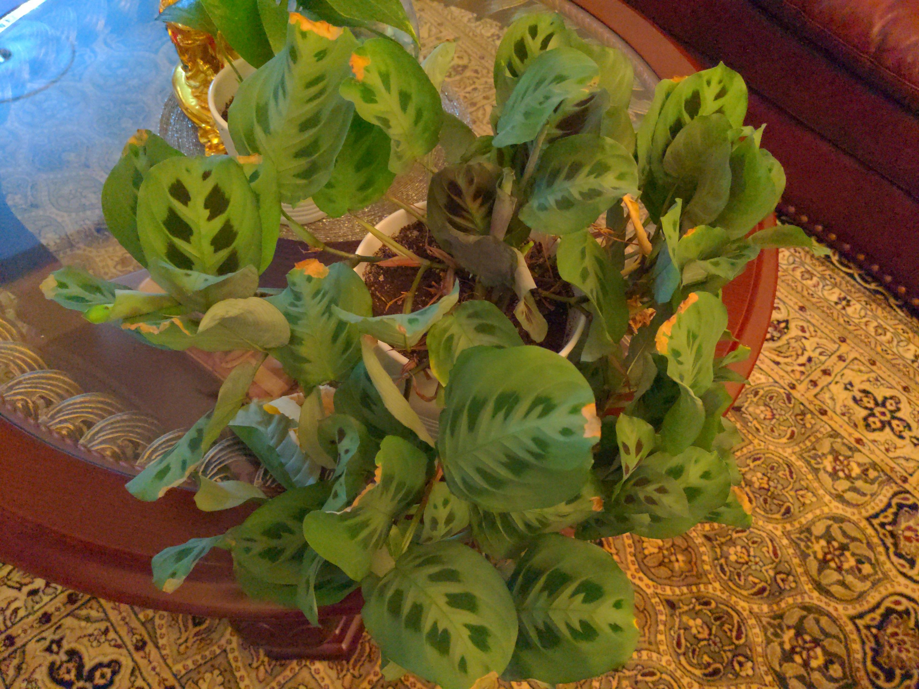What does my prayer plant need? Scrolller
