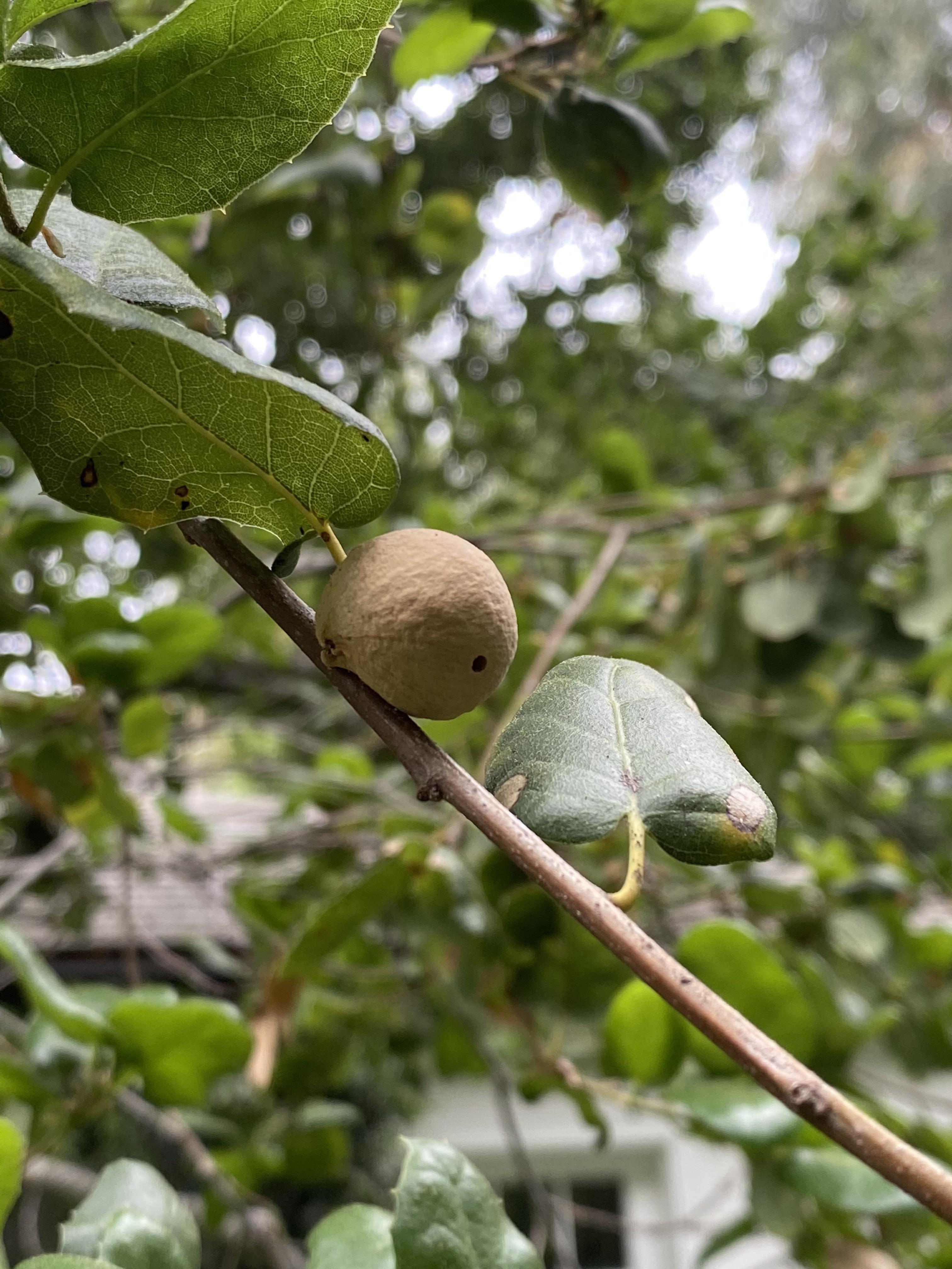 what-is-growing-on-my-oak-tree-i-found-another-one-on-the-ground-the