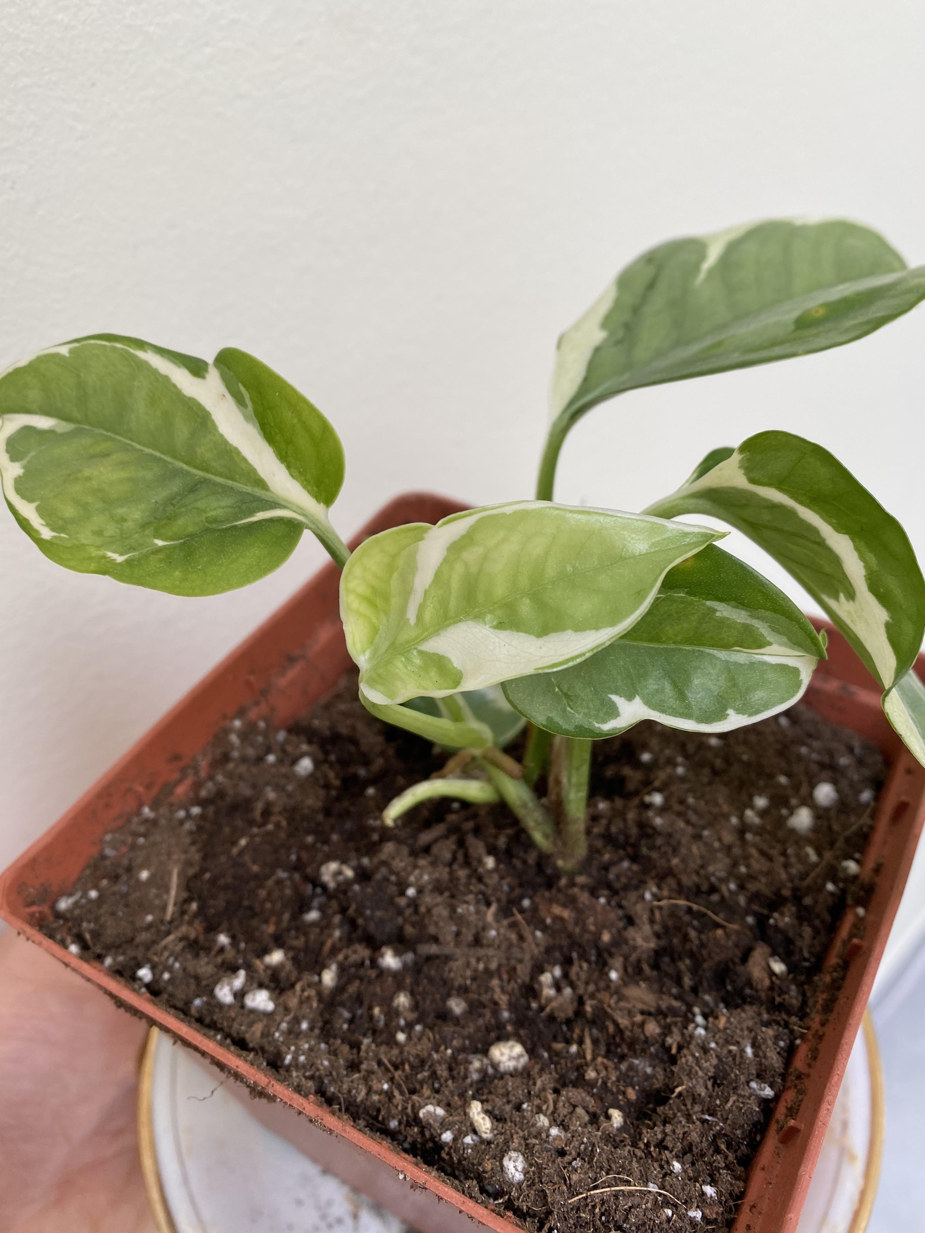 What kind of pothos is this? Scrolller