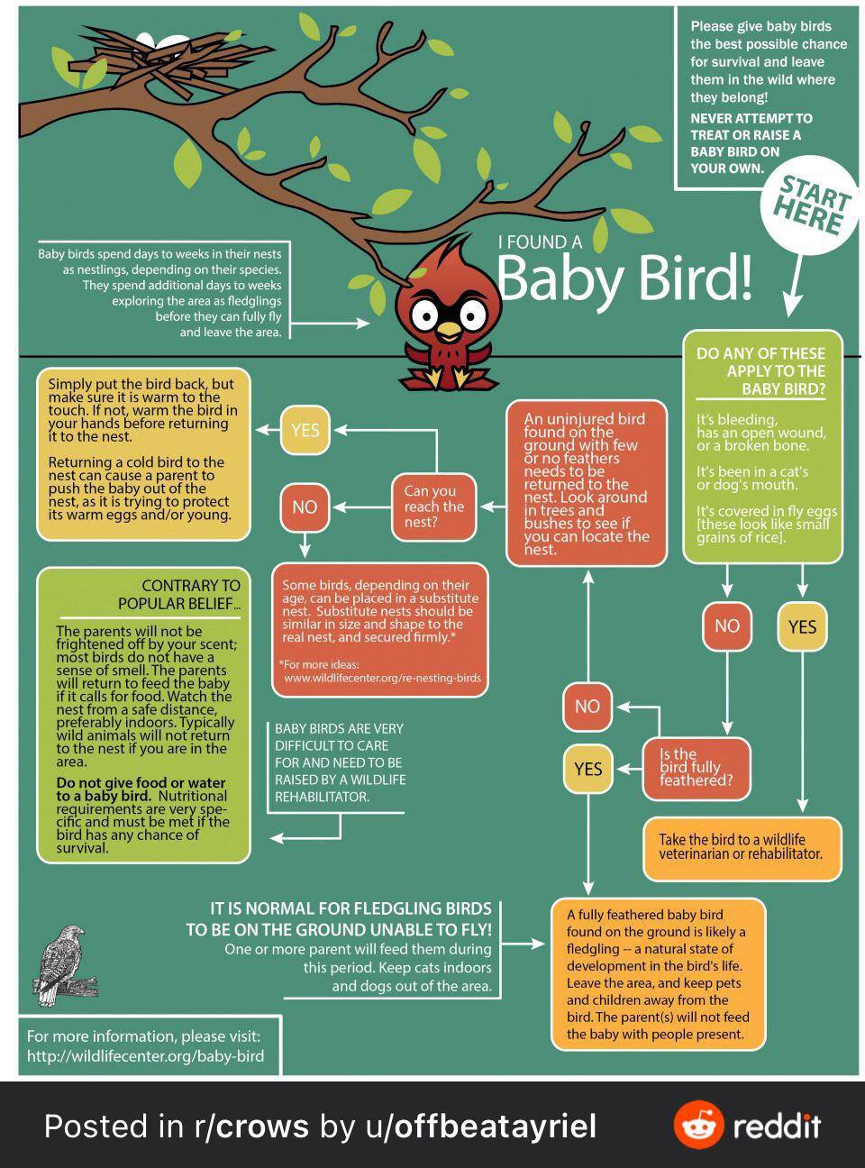 what-to-do-if-you-find-a-baby-bird-scrolller