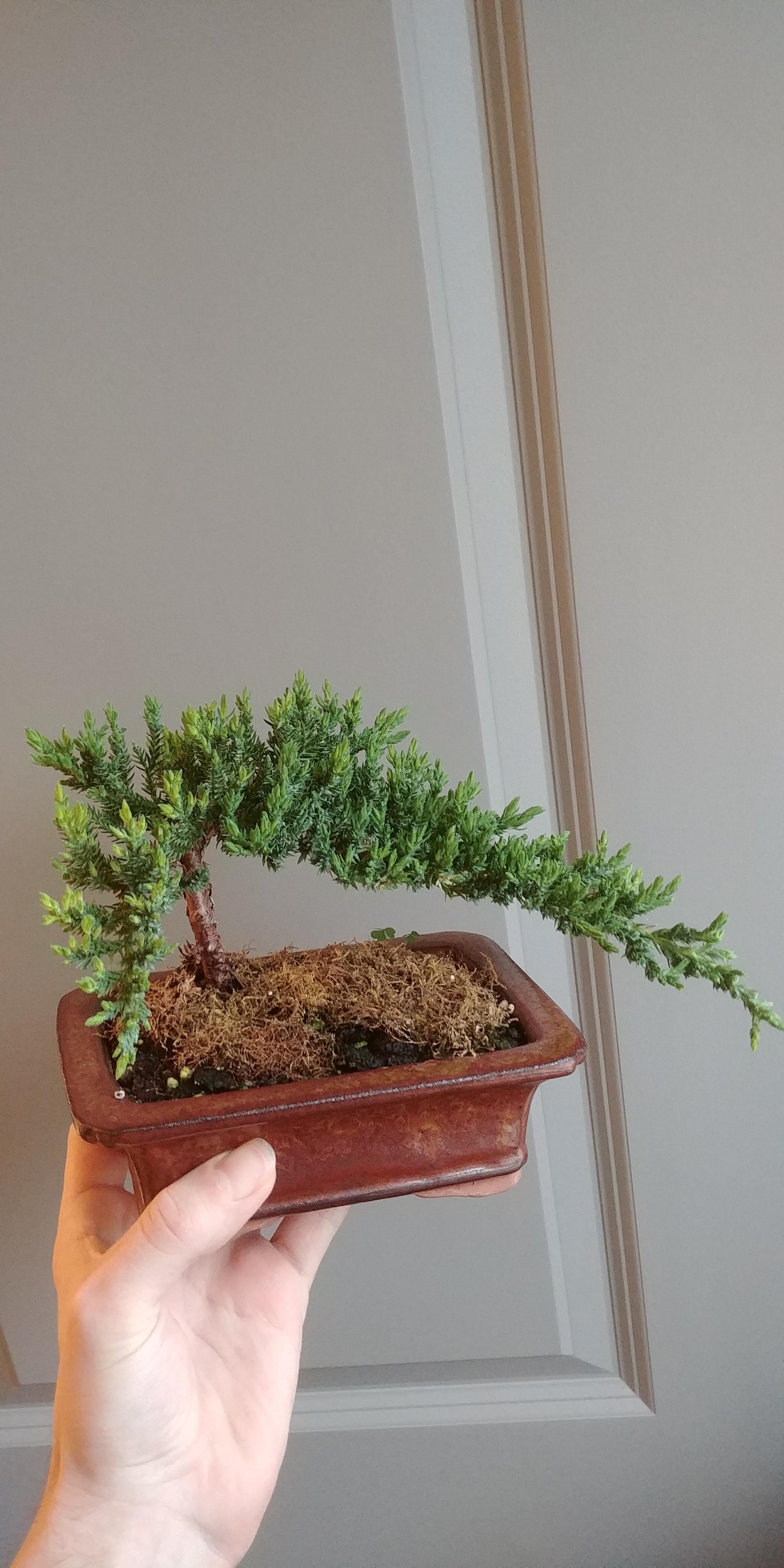 Whens the best time to prune a juniper and how can i make the foliage