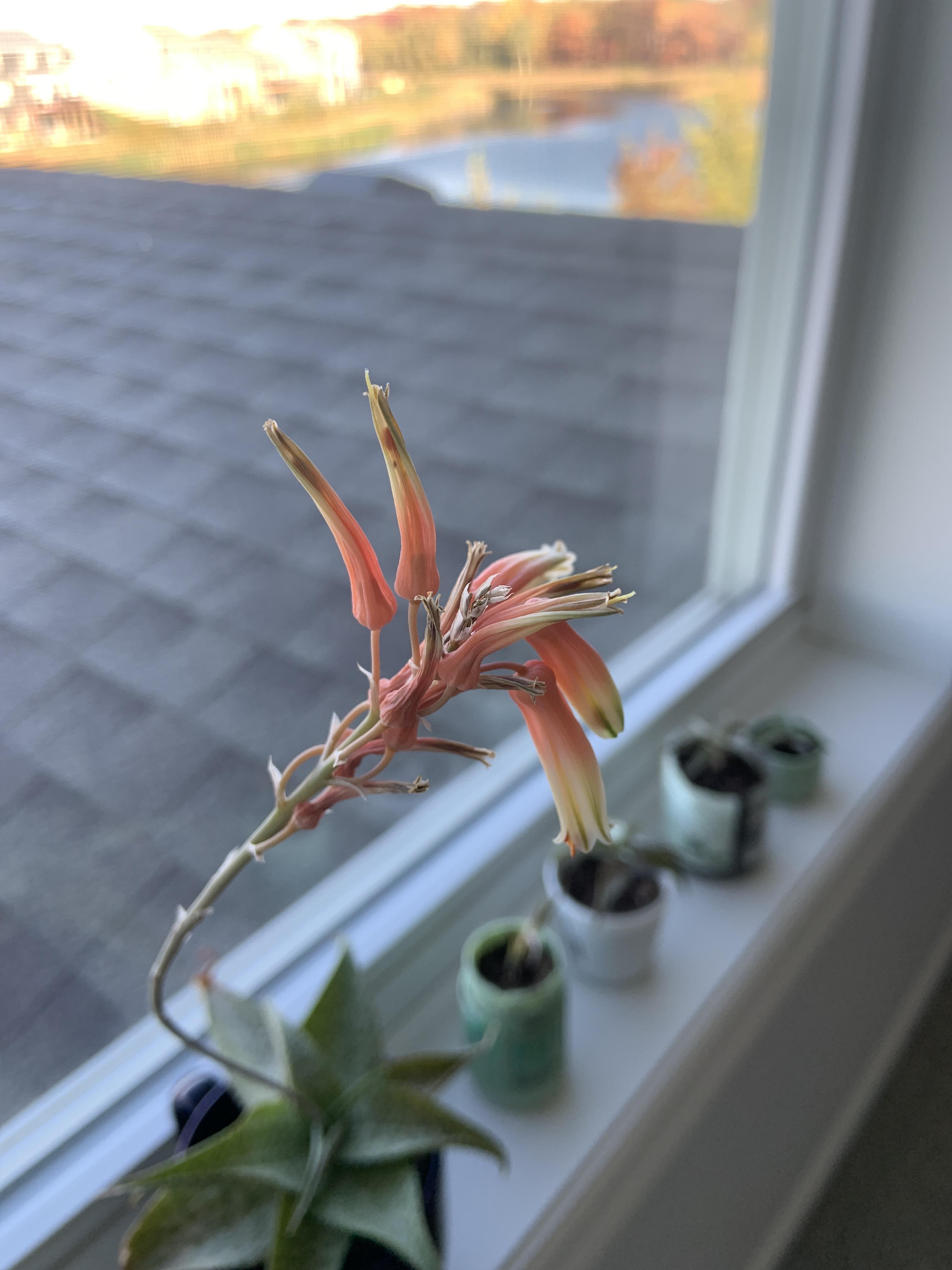 Why are my Aloe’s flowers wilting? Scrolller