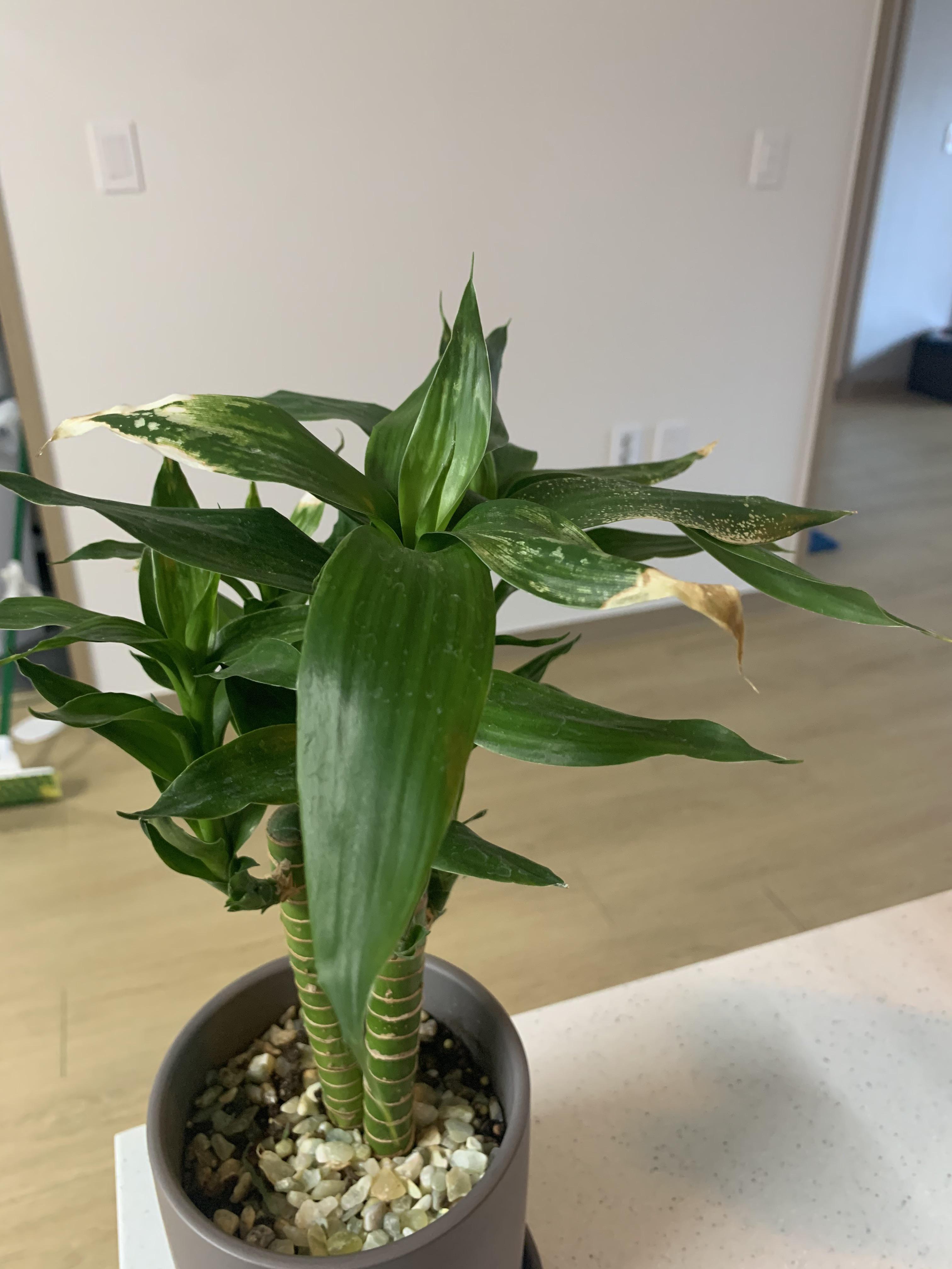 why-are-some-of-my-leaves-turning-white-brown-on-my-bamboo-any-care