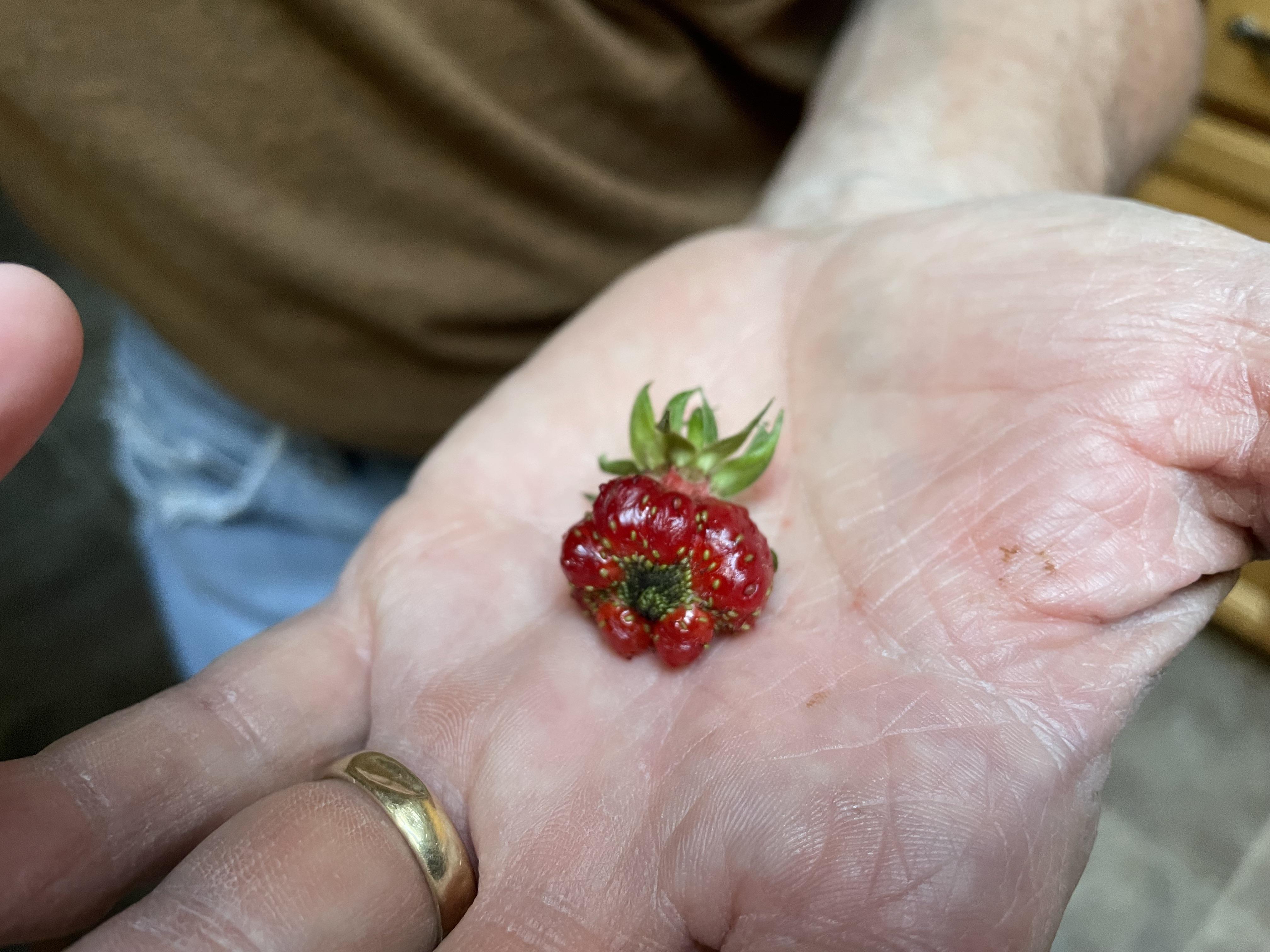 Why do my strawberries look like this? Help please! | Scrolller