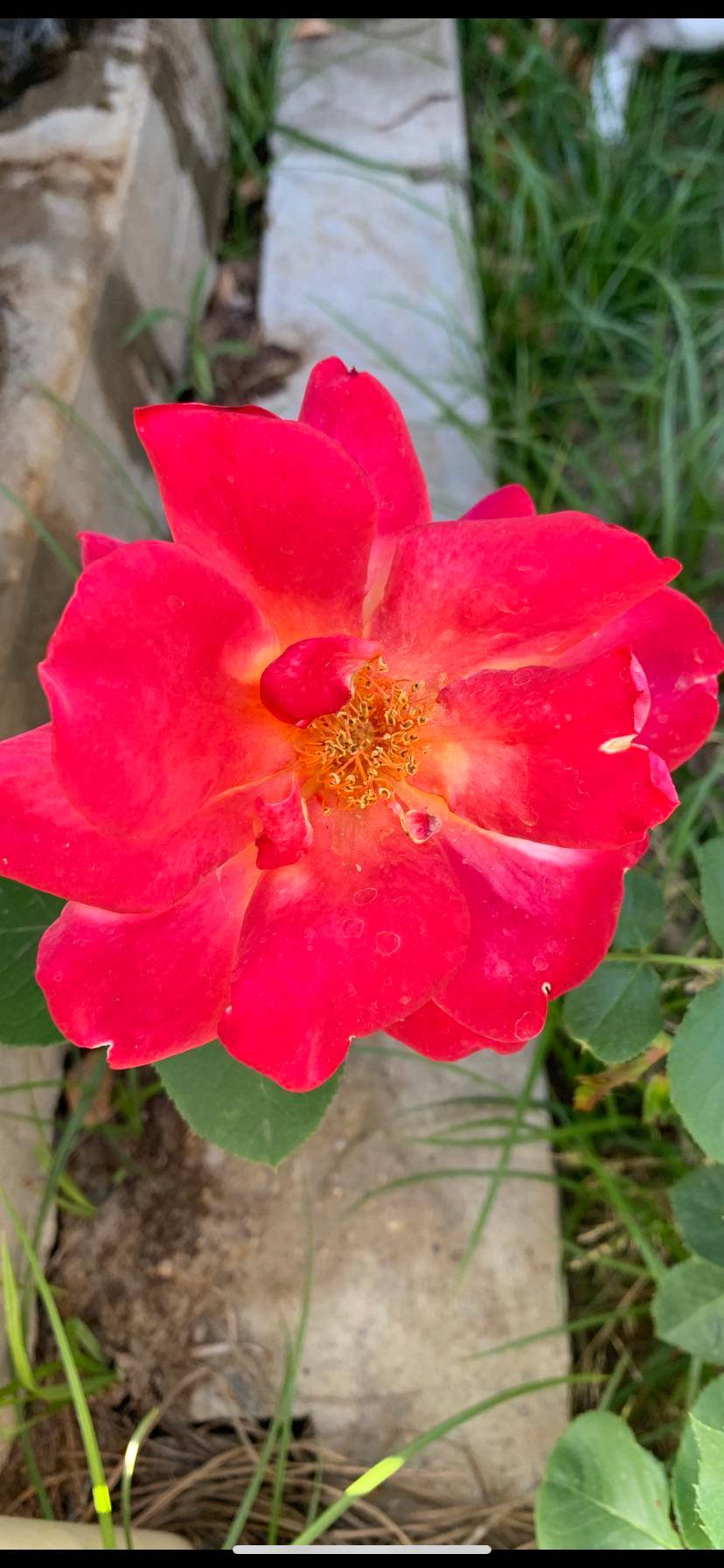 Why do the stamen have black and no pollen outside of them? Scrolller