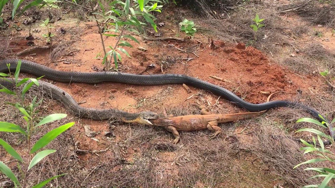 Picture of Wild King Cobra are notorious for feeding on snakes but this individual ...