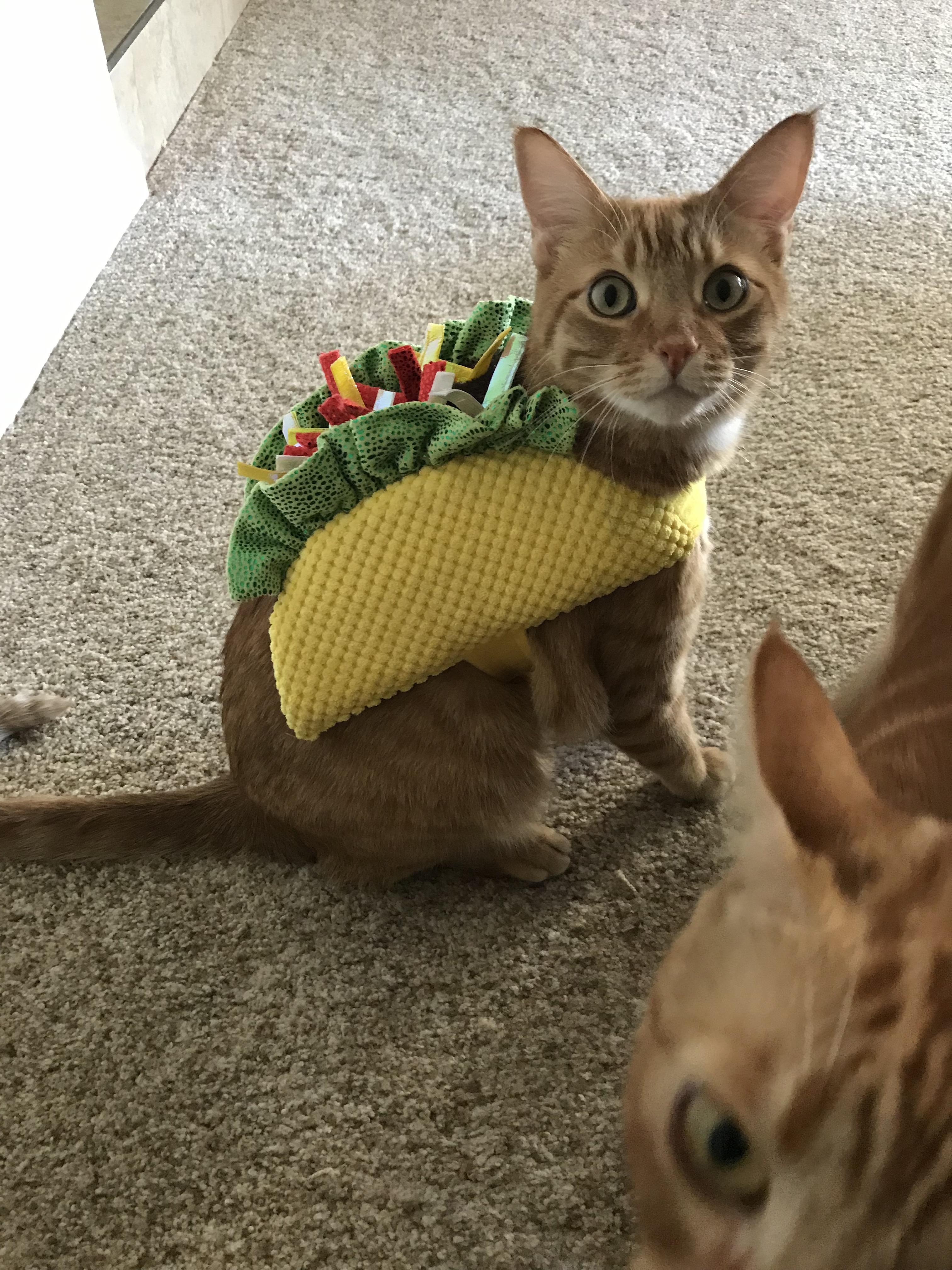 Winston modeling his Taco costume. With little brother Hobbes trying to ...