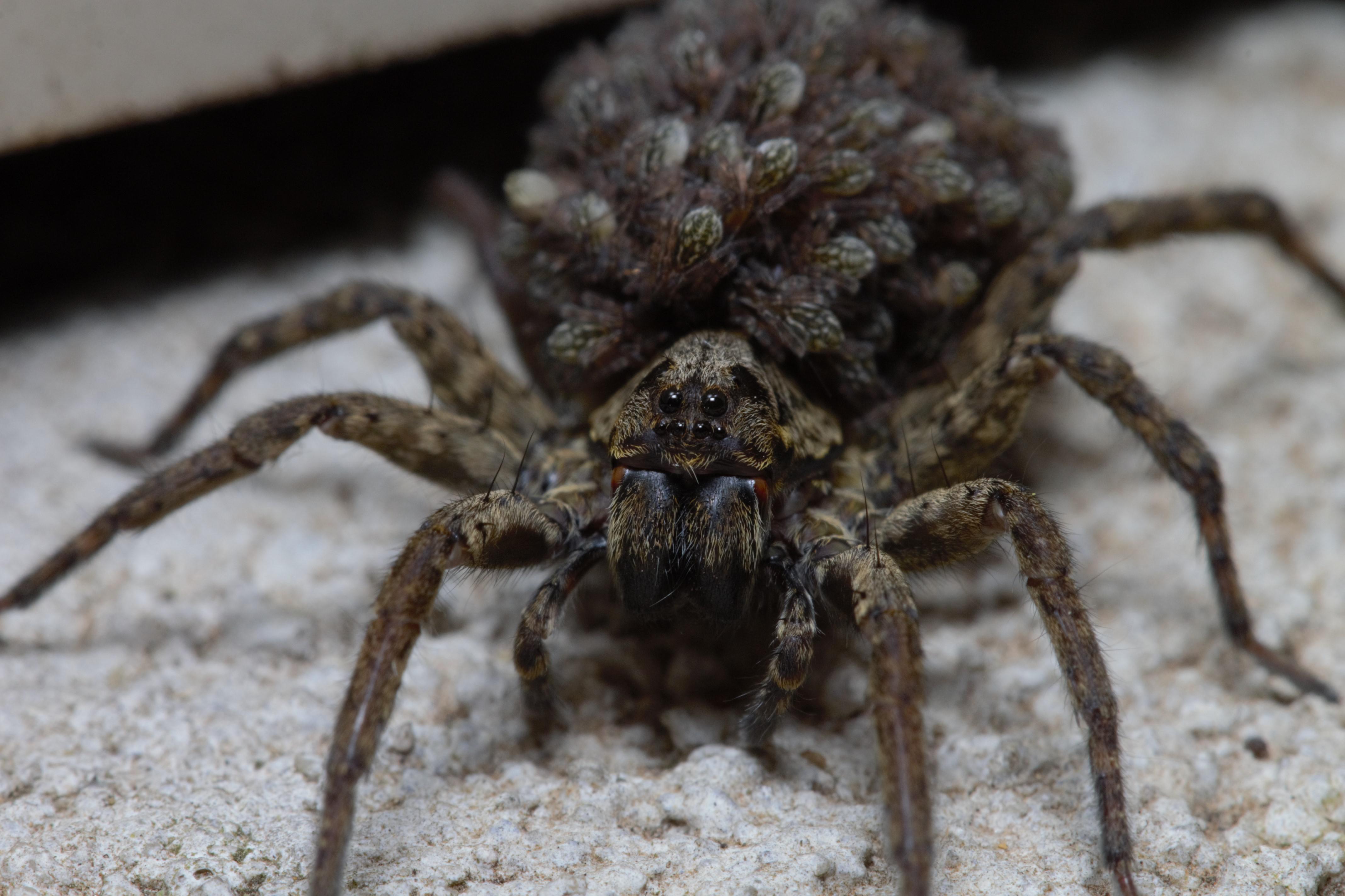 wolf-spider-with-babies-scrolller