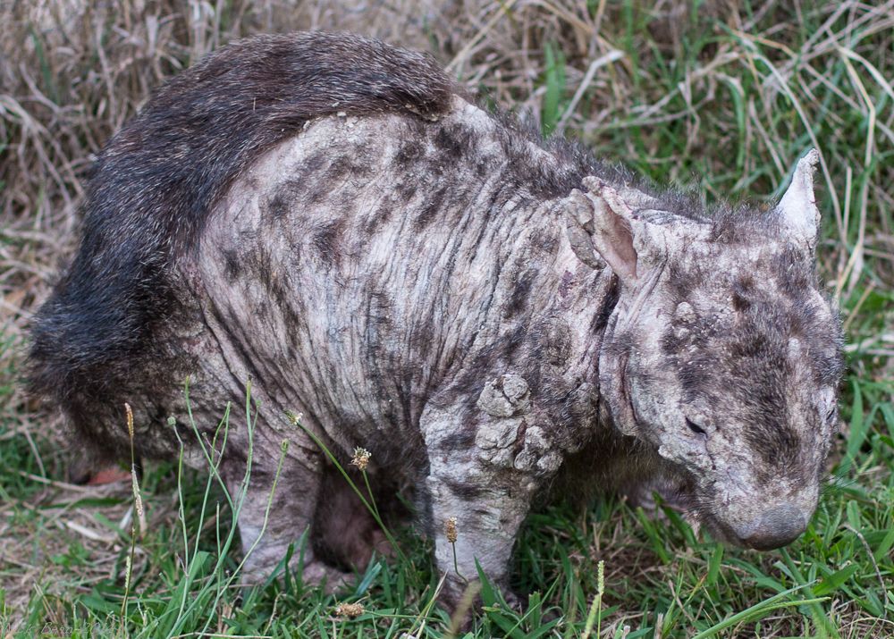 Wombat suffering from mange | Scrolller