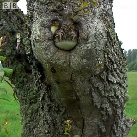 Wood ducks nest in tree cavities (or use nesting boxes) Scrolller