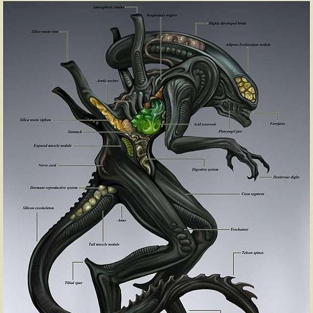 xenomorph diagram Scrolller