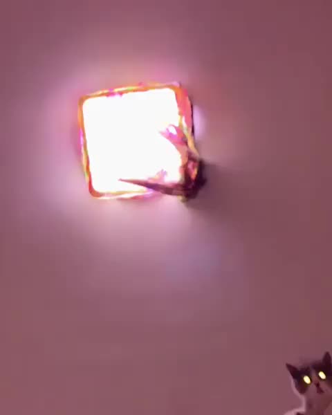 Cat berg? | Scrolller