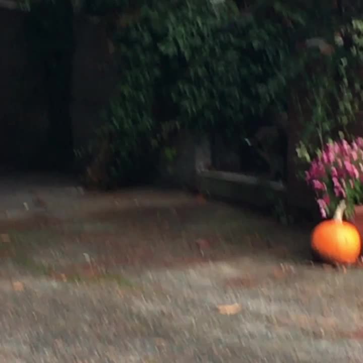 Raccoon with short spine syndrome | Scrolller