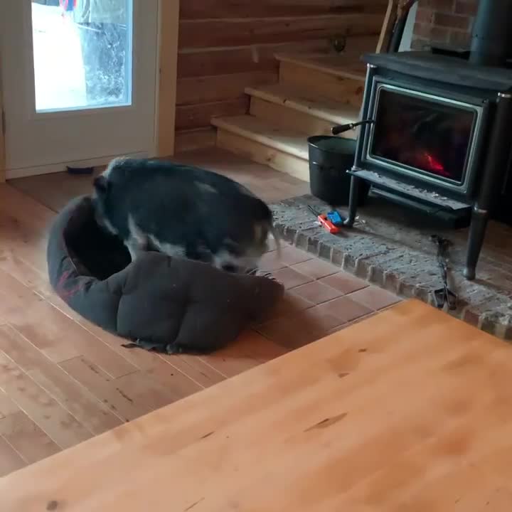 Have you ever seen a case of zoomies while still in bed? Scrolller