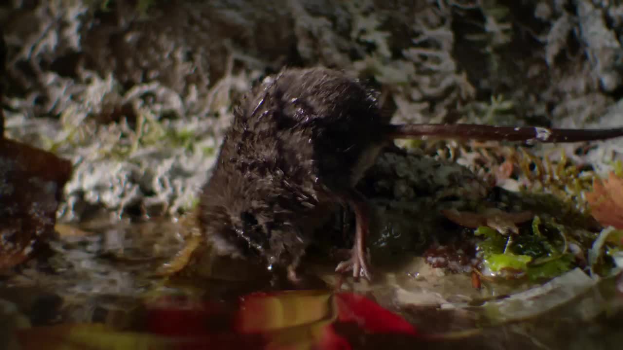 The American water shrew's thick fur traps air bubbles that help with ...