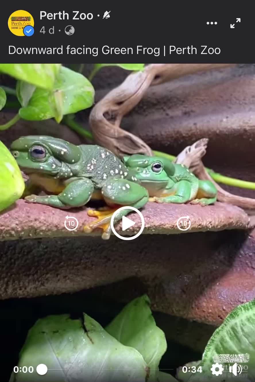 australian-green-tree-frog-trying-to-keep-all-the-crickets-for