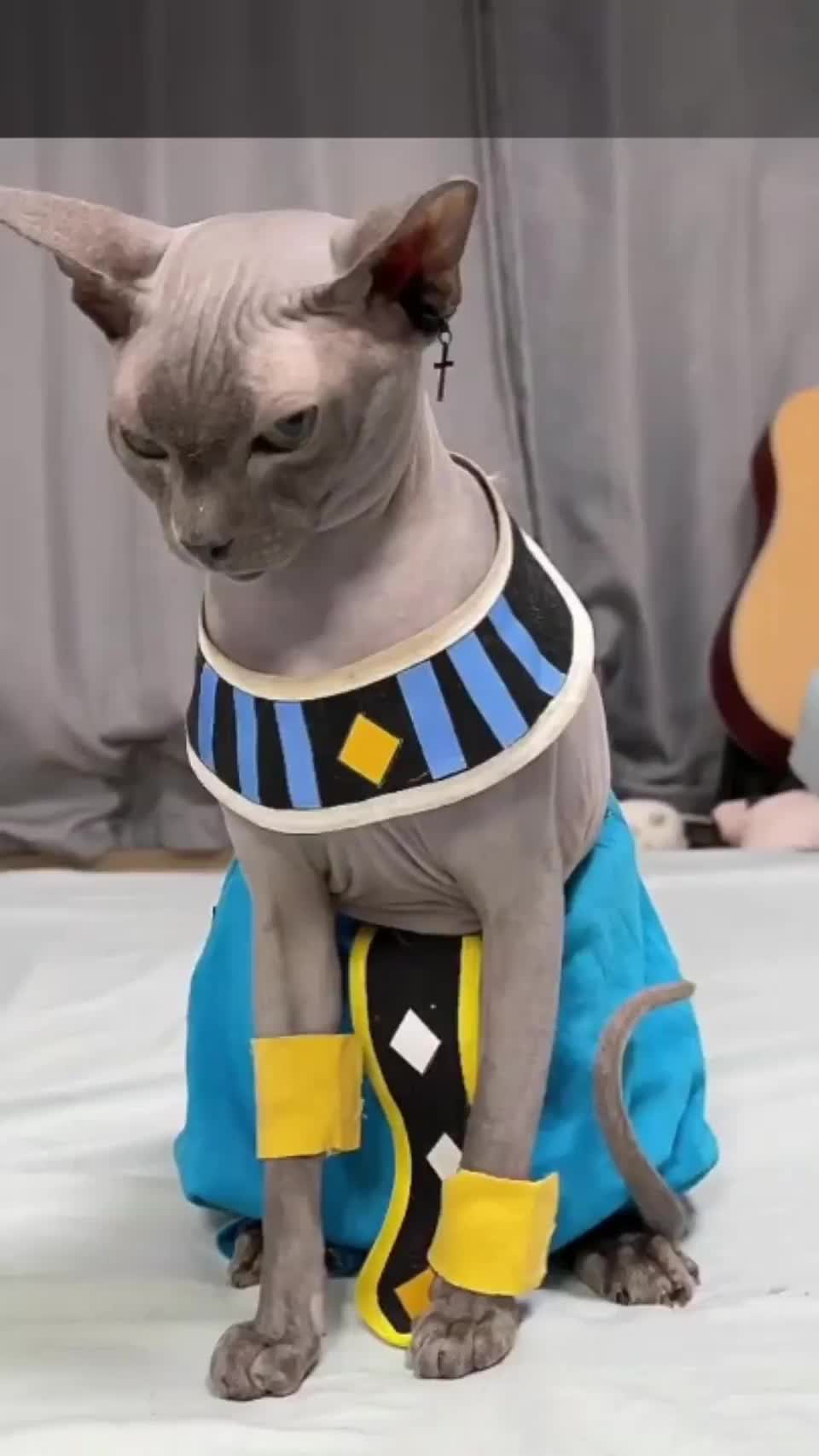 Some dude dressed his cat up like lord beerus from dragon ball | Scrolller