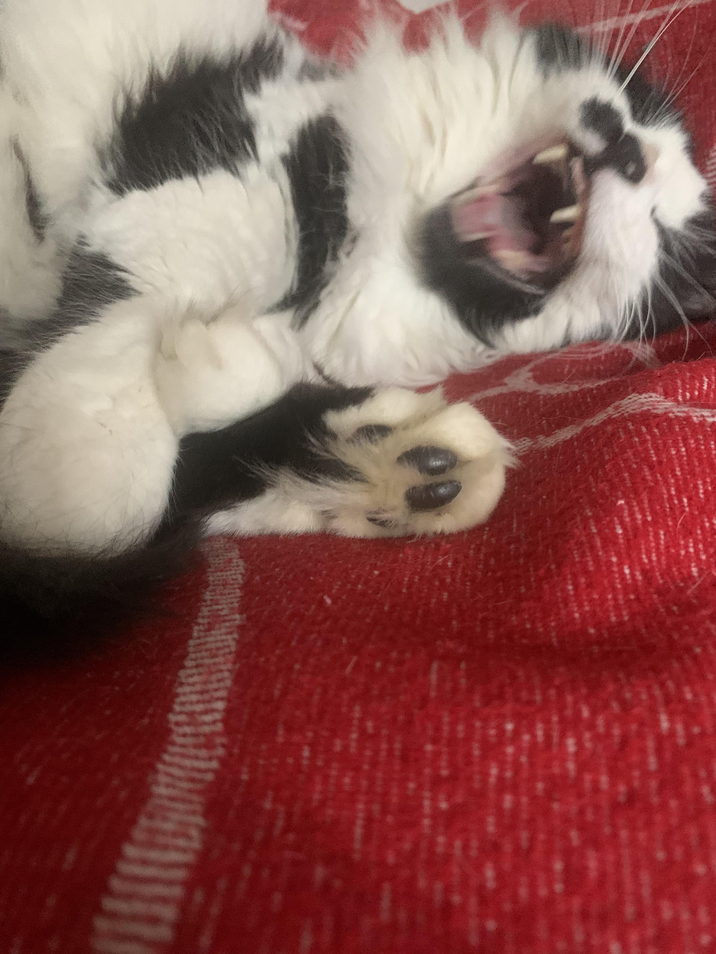 Fluffy python teefies AND toe beans? It’s a Christmas miracle. | Scrolller