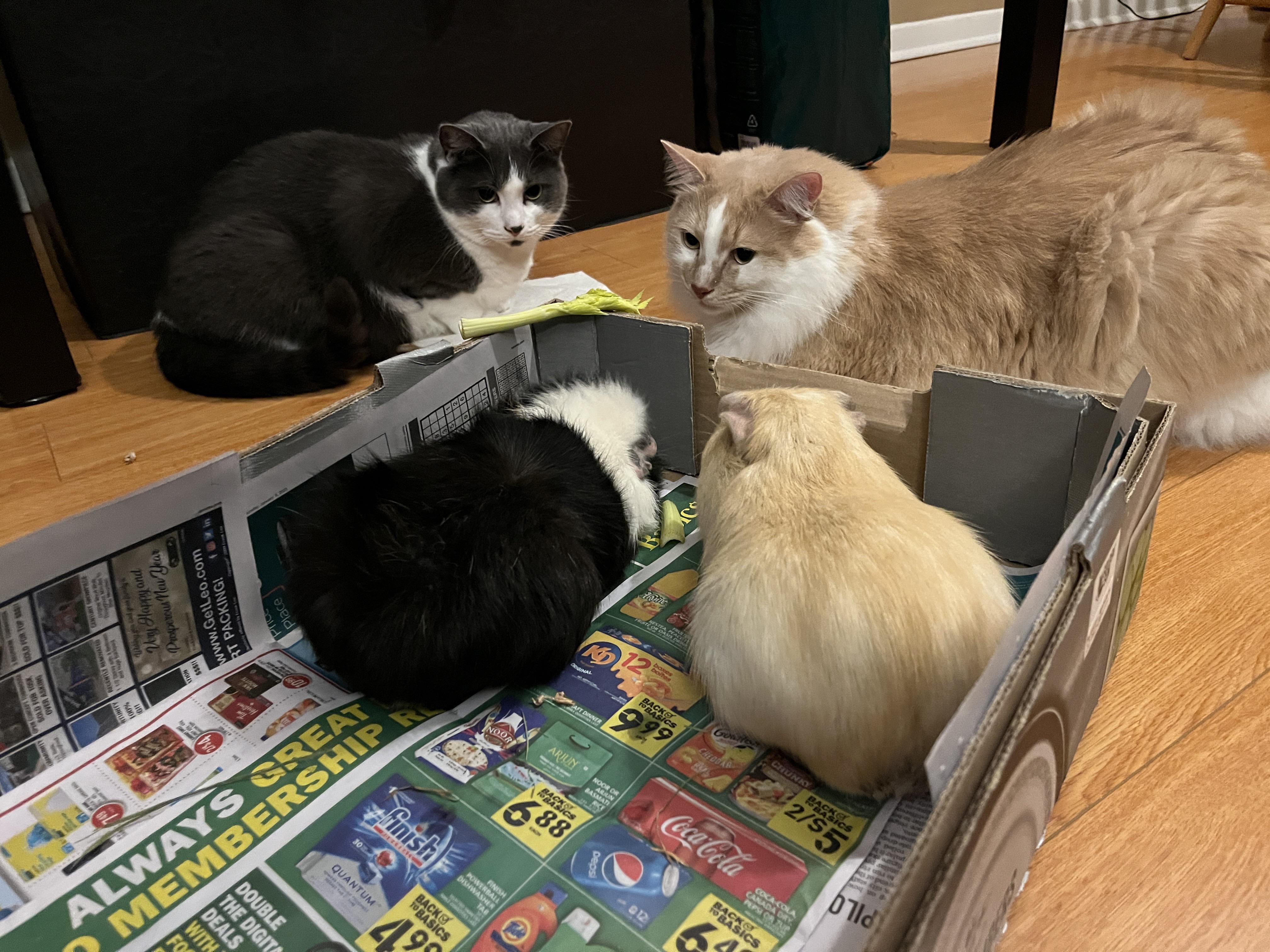 Guinea pigs with their coordinating cats. Scrolller