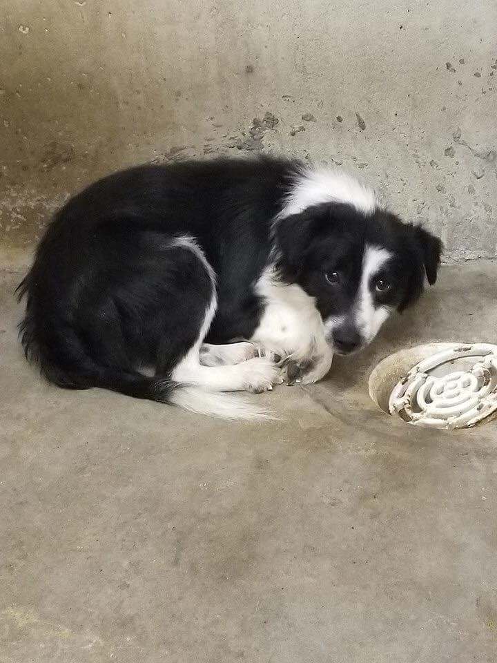 K36 is a lovely border collie mix who is 13 years old. He was owner